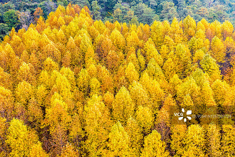 黄色森林图片素材