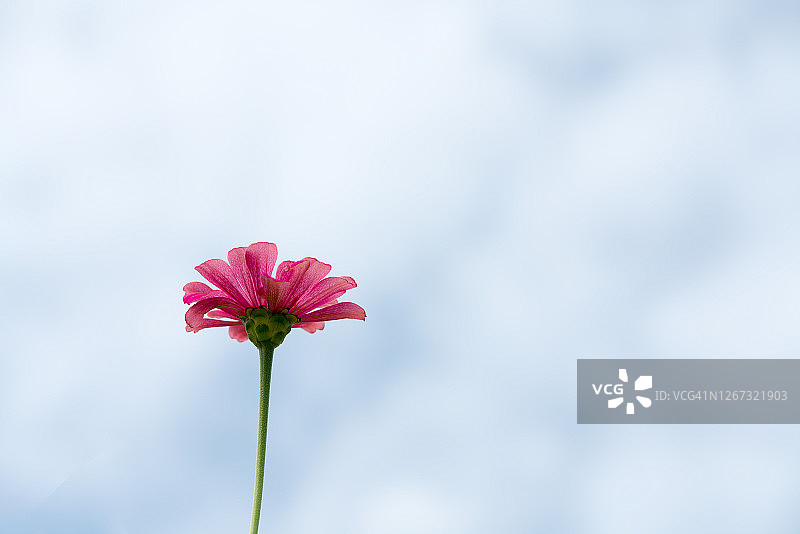 色彩鲜艳的花朵图片素材