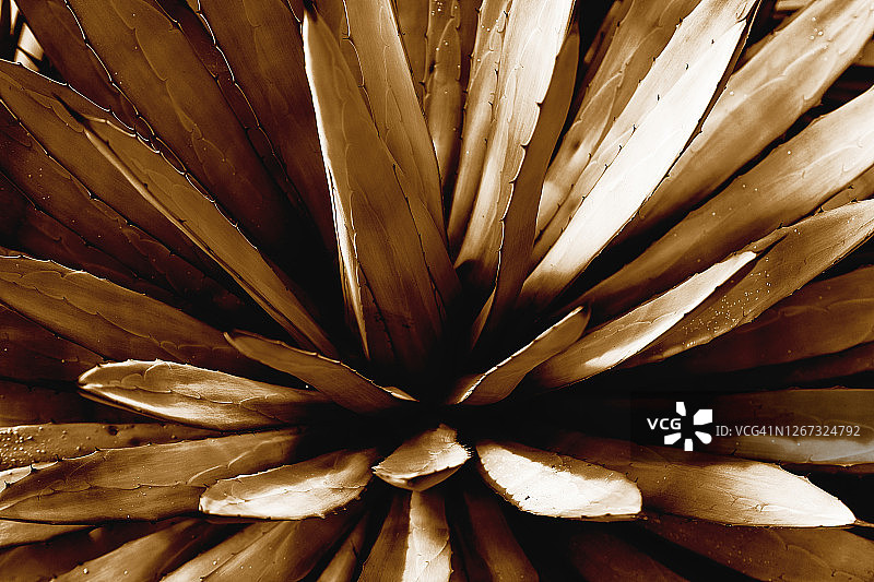 棕褐色调的龙舌兰图片素材