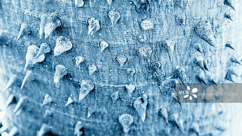 布满荆棘的木棉树皮图片素材