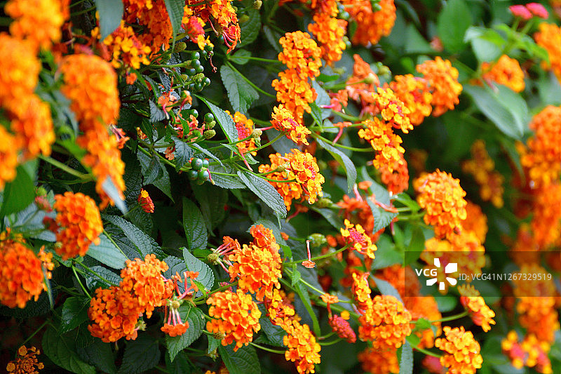 马缨丹图片素材