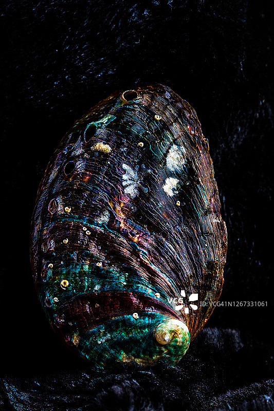 鲍鱼壳纹理特写图片素材