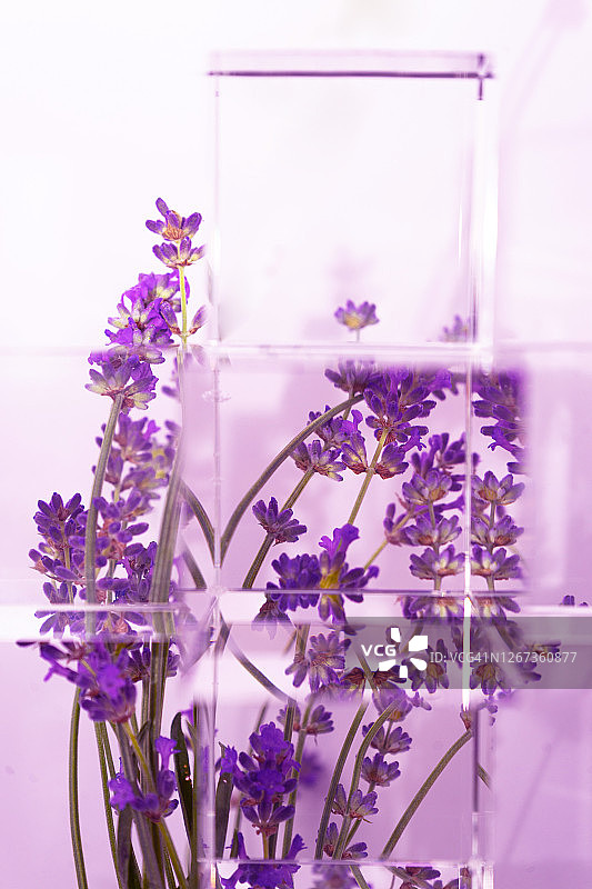 白色和紫色背景上的薰衣草花图片素材