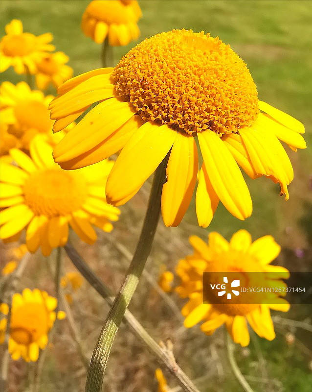 金色玛格丽特雏菊，黄色甘菊或牛眼甘菊图片素材