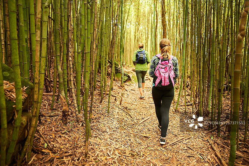 森林徒步小径图片素材