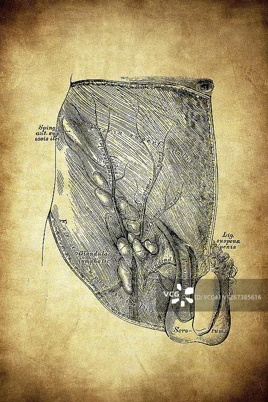 腹股沟淋巴管图片素材