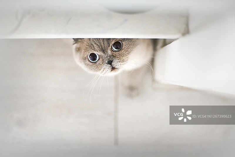 苏格兰折耳猫图片素材
