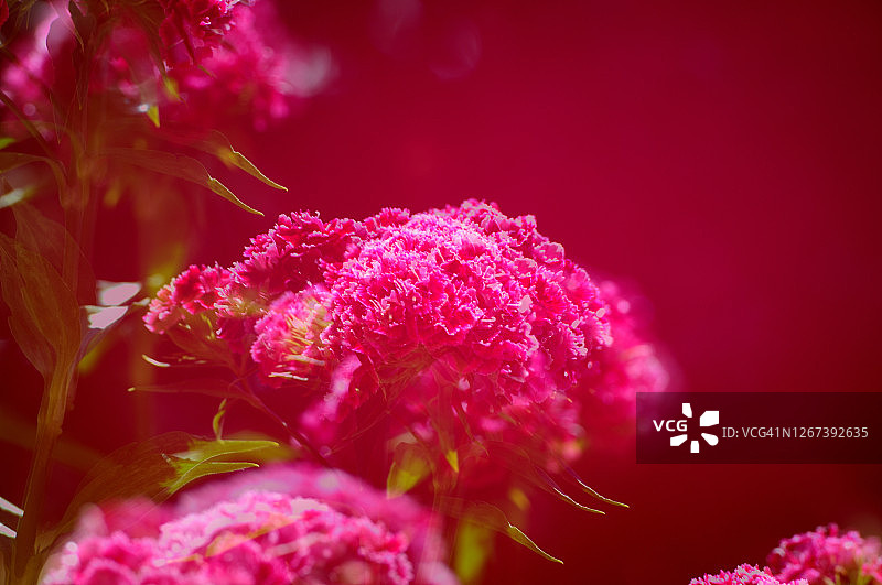 须苞石竹图片素材