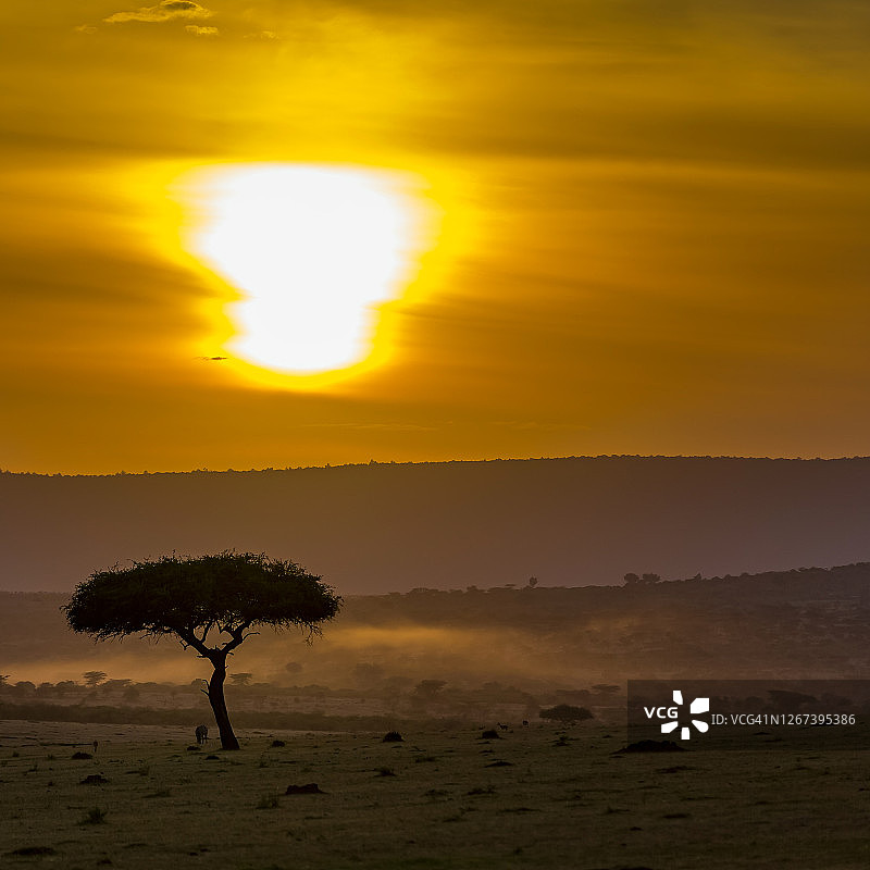 日出时分野生斑马旁的伞刺金合欢树图片素材