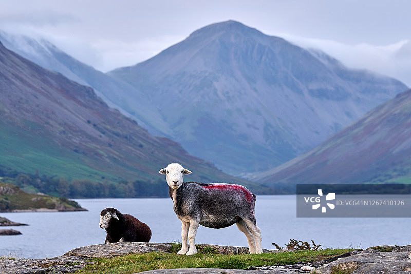 湖区荒水边缘的坎布里亚绵羊图片素材