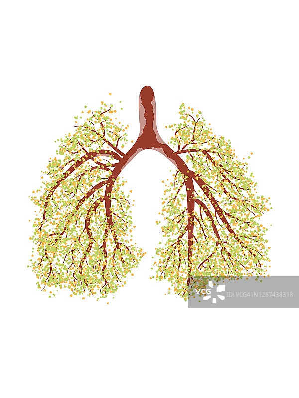 树状的人肺图片素材