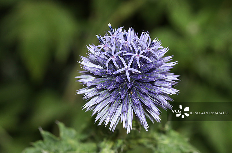 在英国乡村花园中盛开的蓝刺头图片素材