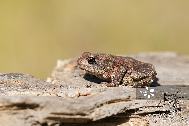 可爱的欧洲蟾蜍在林地边缘觅食图片素材