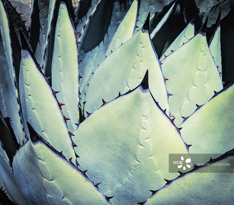 龙舌兰植物叶图片素材