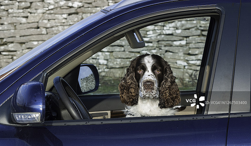 英国史宾格犬Gusten开车图片素材