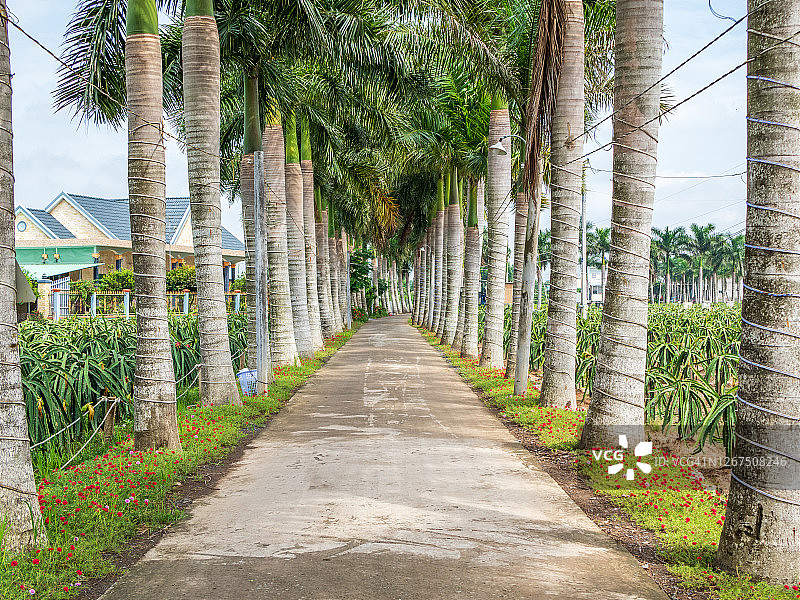 成排的美丽王棕树图片素材