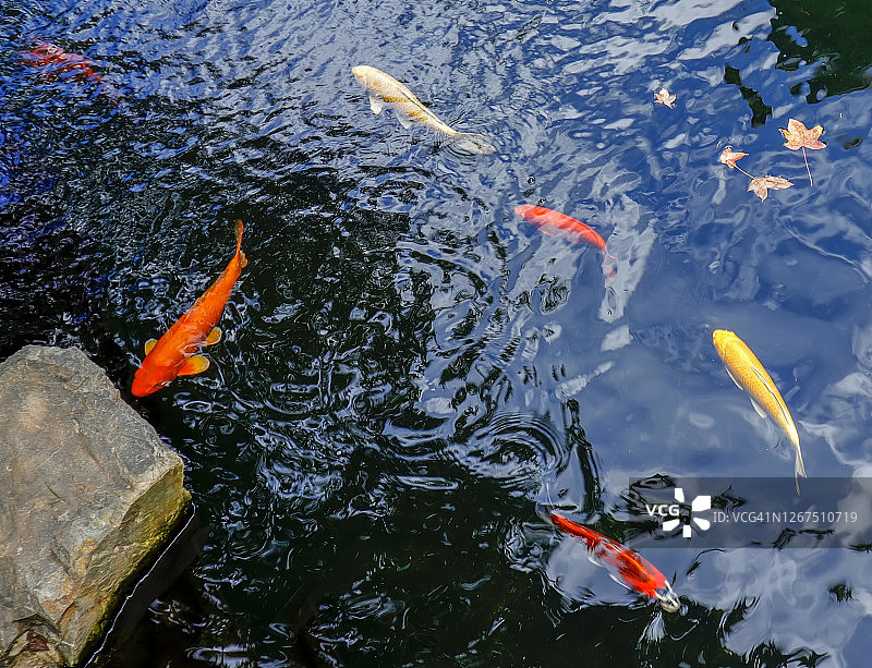 锦鲤畅游湖中图片素材