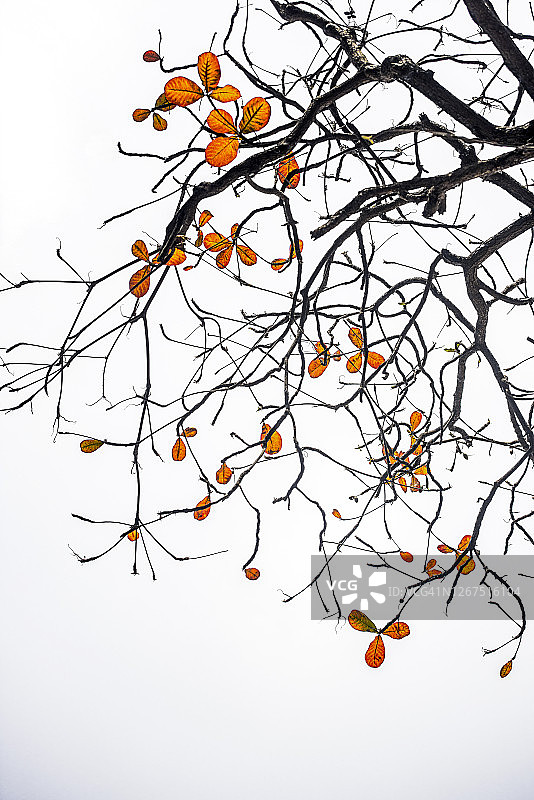 我看到了美丽的落叶秋天图片素材