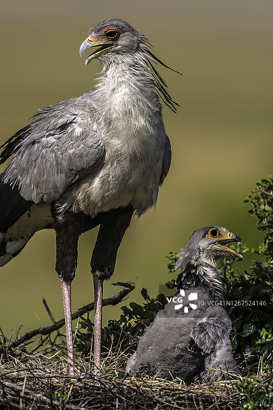 马赛马拉草原：蛇鹫幼鸟与母亲在巢中图片素材