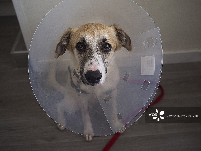 术后戴着伊丽莎白项圈的狗的画像图片素材