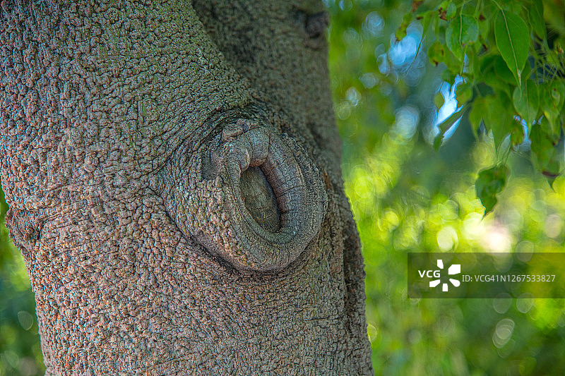 昆士兰瓶树树皮图片素材