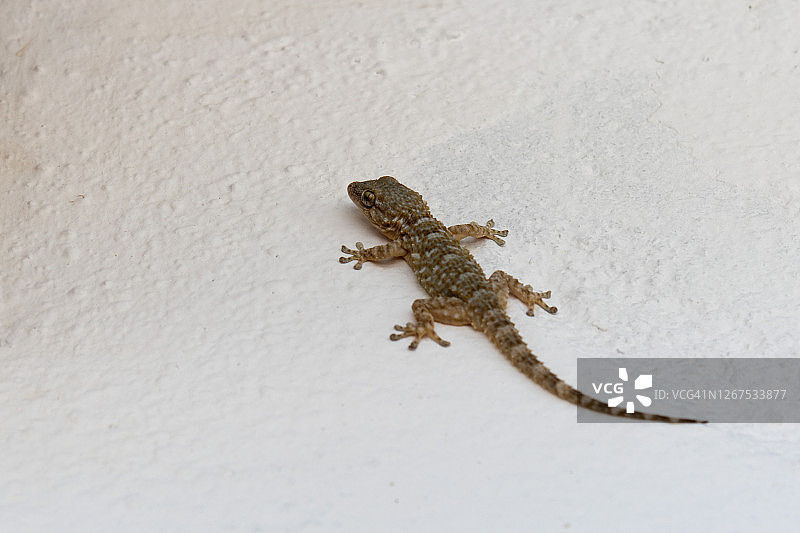 栖息在墙上的壁虎图片素材
