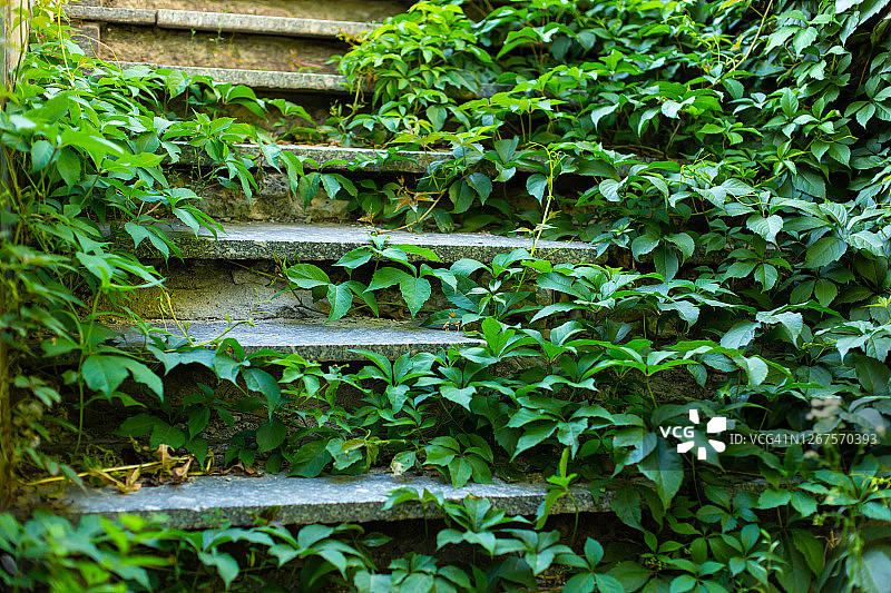 长满绿色常春藤的石阶街道楼梯图片素材