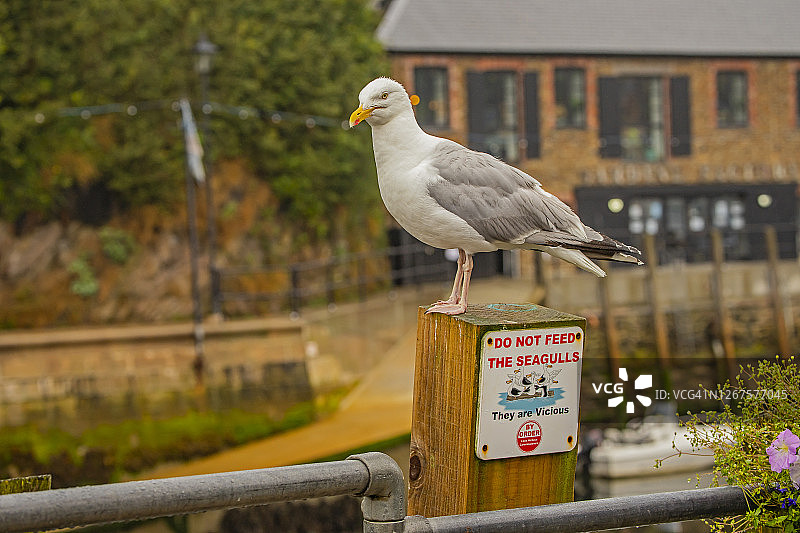 英国康沃尔郡卢埃的海鸥图片素材