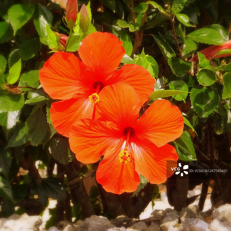 重瓣木槿花图片素材