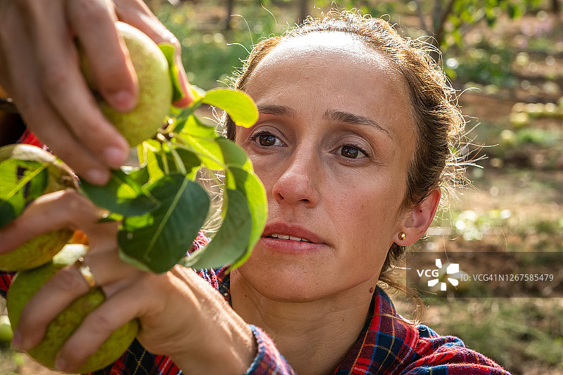 在葡萄牙采摘梨图片素材