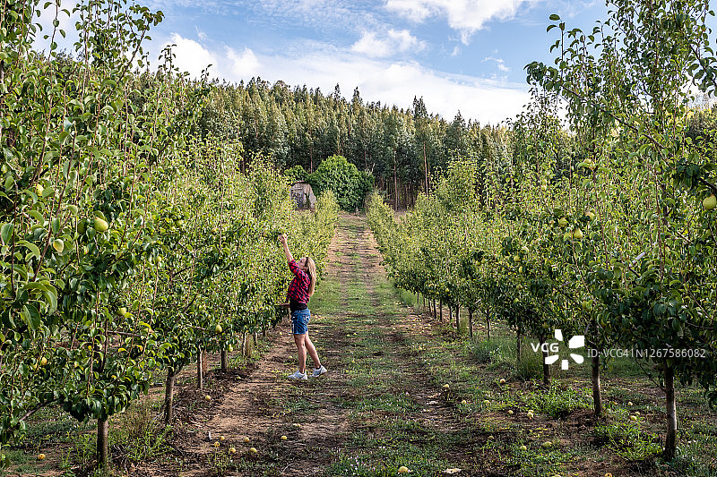 在葡萄牙采摘梨图片素材