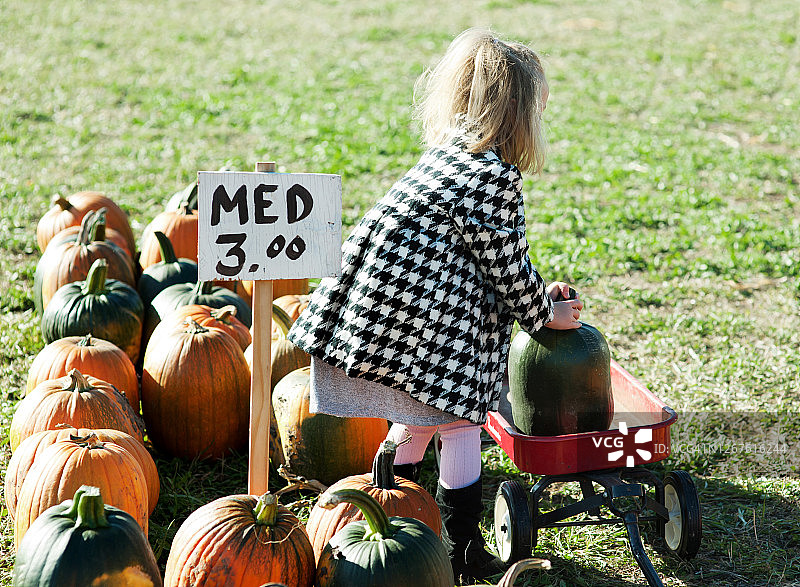 采摘南瓜图片素材