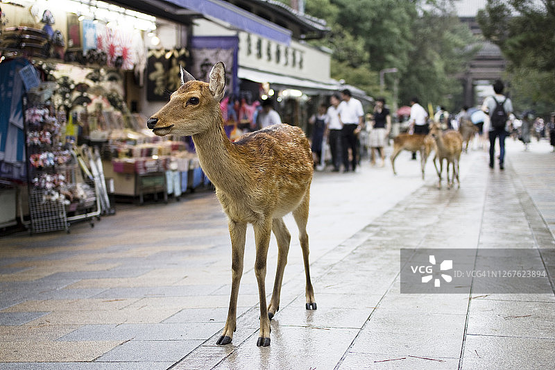 野生鹿经过纪念品商店图片素材
