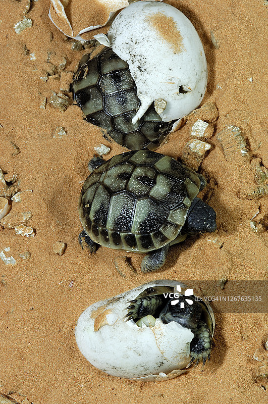 赫尔曼陆龟图片素材