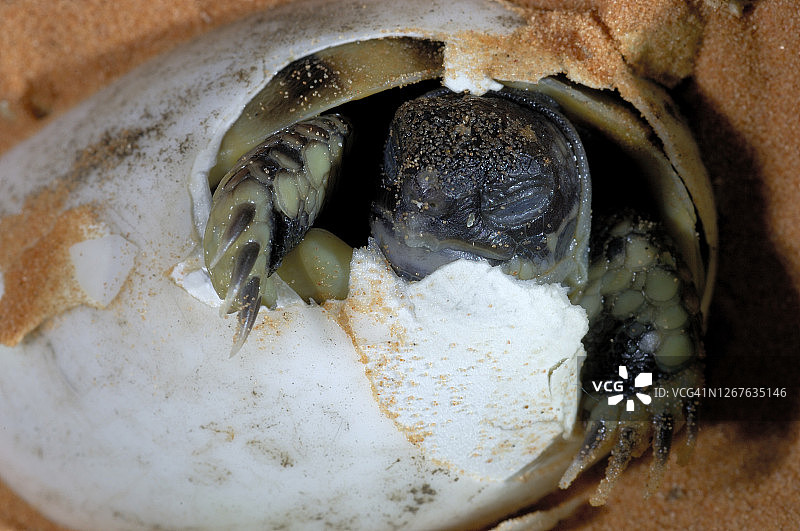 赫尔曼陆龟图片素材