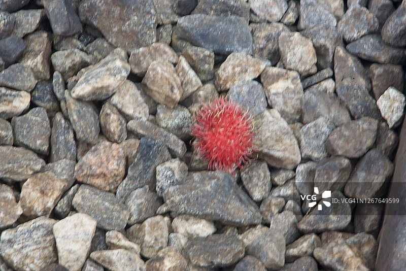 卡在石头里图片素材