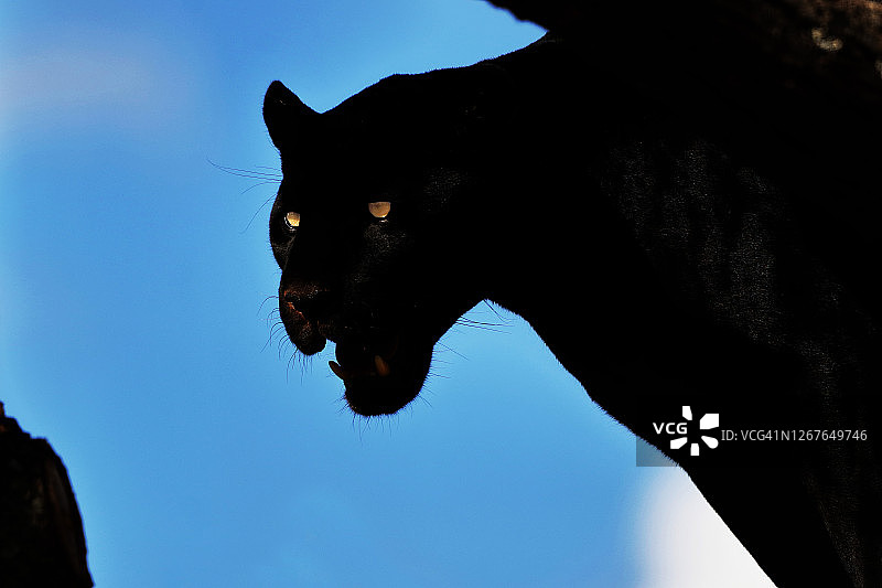 逆光下的美洲虎特写图片素材