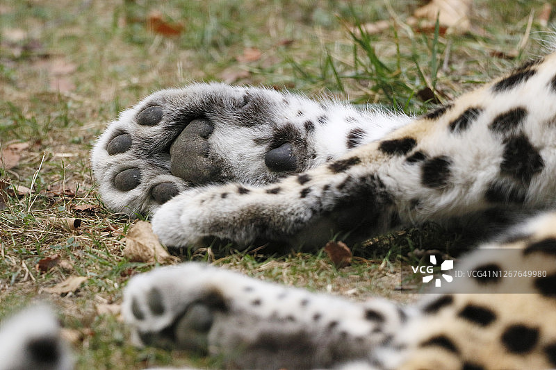有爱的豹爪特写图片素材