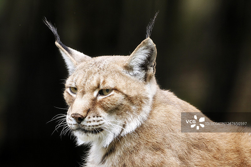 西伯利亚猞猁特写图片素材