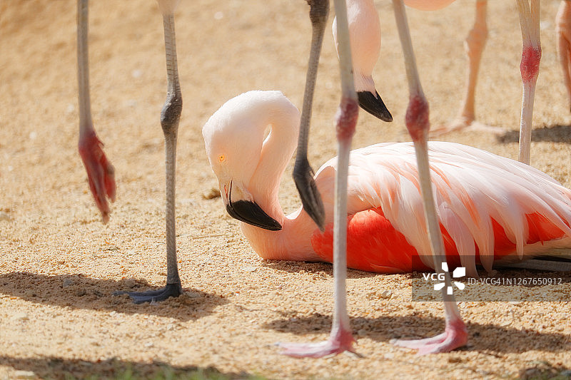 加勒比海火烈鸟在地上休息图片素材