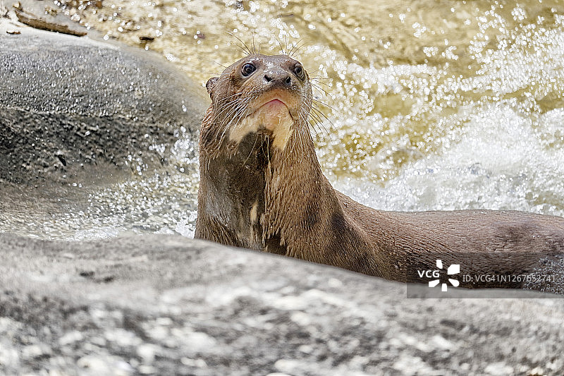 水獭特写图片素材