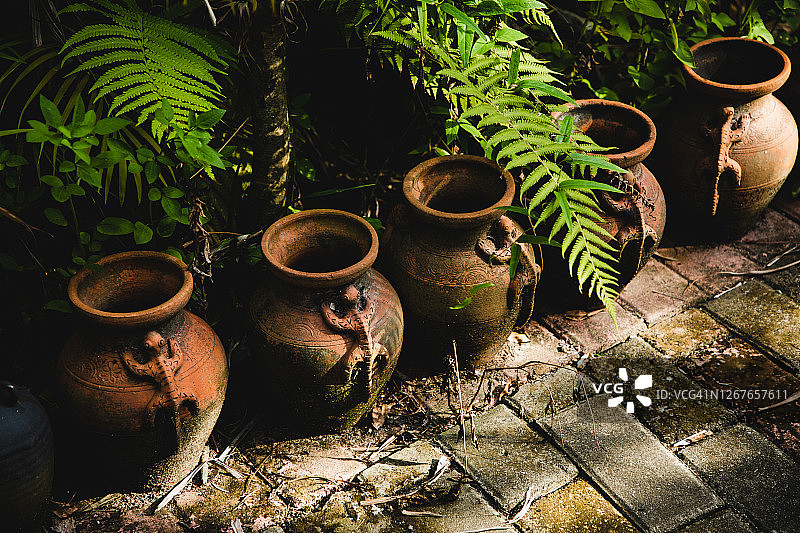 蕨类叶片和陶罐图片素材