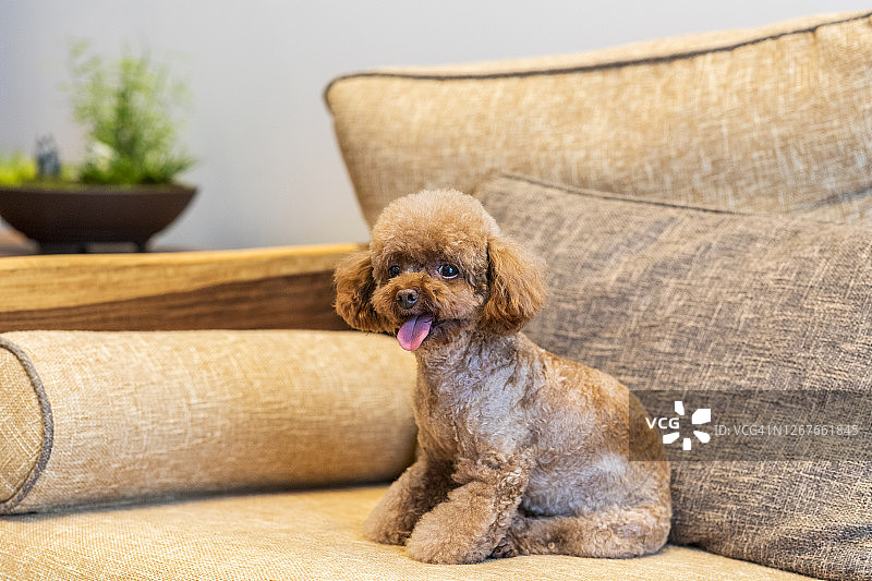 泰迪狗躺在沙发上图片素材