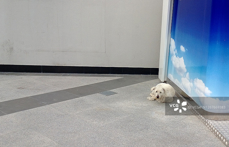 免费的图片素材