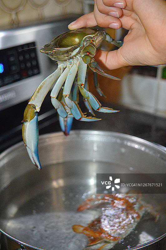 新鲜蓝蟹图片素材