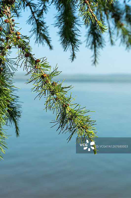 美丽湖泊背景上的落叶松树枝图片素材