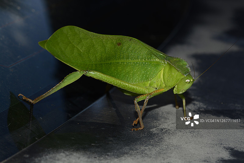 巨型螽斯图片素材