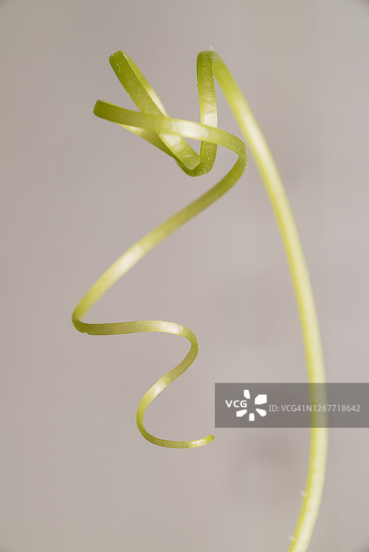 纯色背景上的蔓生植物卷须图片素材