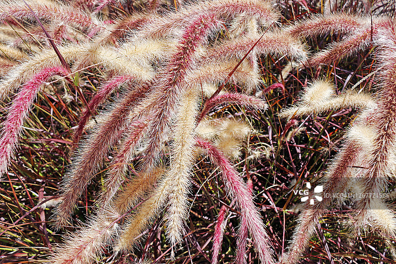 不同花卉——德克萨斯狼尾草图片素材