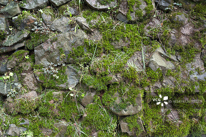 长满苔藓的巨型石墙特写，绿色苔藓墙面背景图片素材